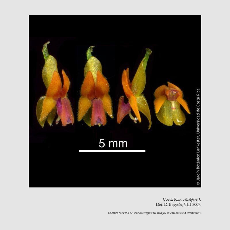EPIDENDRA .:. Lepanthes fimbriata